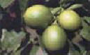 il cedro
